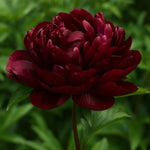 Bulbi Bujori Paeonia Francois Ortegat