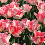 Bulbi Lalele Lingerie1