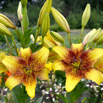 Bulbi de Crini Lilium Golden Stone