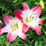 Bulbi de Crini Lilium Holebibi Lollypop