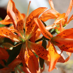 Bulbi de Crini Lilium Must See