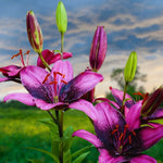 Bulbi de Crini Lilium Purple Dream