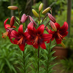 Bulbi de Crini Lilium Strawberry Event