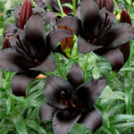 Bulbi de Crini Nightrider