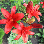 Bulbi de Crini Red County