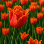 Bulbi de Lalele Ogene