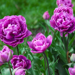 Bulbi lalele Blue Spectacle