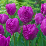 Bulbi lalele Parrot Prince