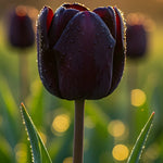 Bulbi lalele Queen of Night