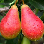 Pomi Fructiferi Par Daciana