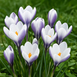 bulbi branduse prins claus