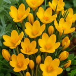 bulbi branduse romance