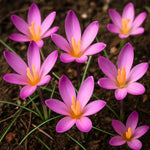 bulbi branduse roseus