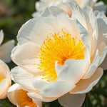 bulbi bujori Jan van Leeuwen