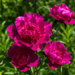 bulbi bujori Paeonia Purple Spider