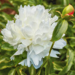 bulbi bujori Paeonia Shirley Temple