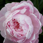 bulbi bujori Paeonia Susie Q