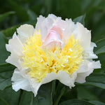 bulbi bujori Paeonia Top Brass