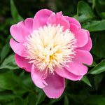 bulbi bujori bowl of beauty