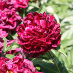 bulbi bujori monsieur martin cahuzac