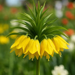 bulbi fritillaria lutea