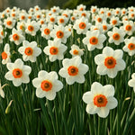 bulbi narcise Narcissus Barret Browning