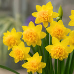 bulbi narcise tete boucle