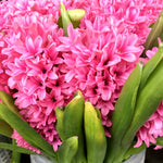 bulbi zambile Jan Bos