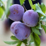 pomi fructiferi anna spath