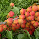 pomi fructiferi cais carmela1