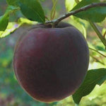 pomi fructiferi cais negru