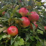 pomi fructiferi mar gigant