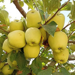 pomi fructiferi mar golden delicious