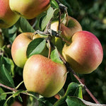 pomi fructiferi mar golden rosa