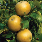 pomi fructiferi mar renet de canada