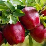 pomi fructiferi mar starkrimson