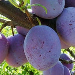 pomi fructiferi prun japonez angeleno