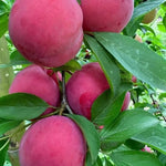 pomi fructiferi prun japonez extratimpuriu