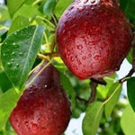 pomi fructiferi rosioare de gorj