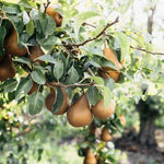 pomi fructiferi untoasa bosc