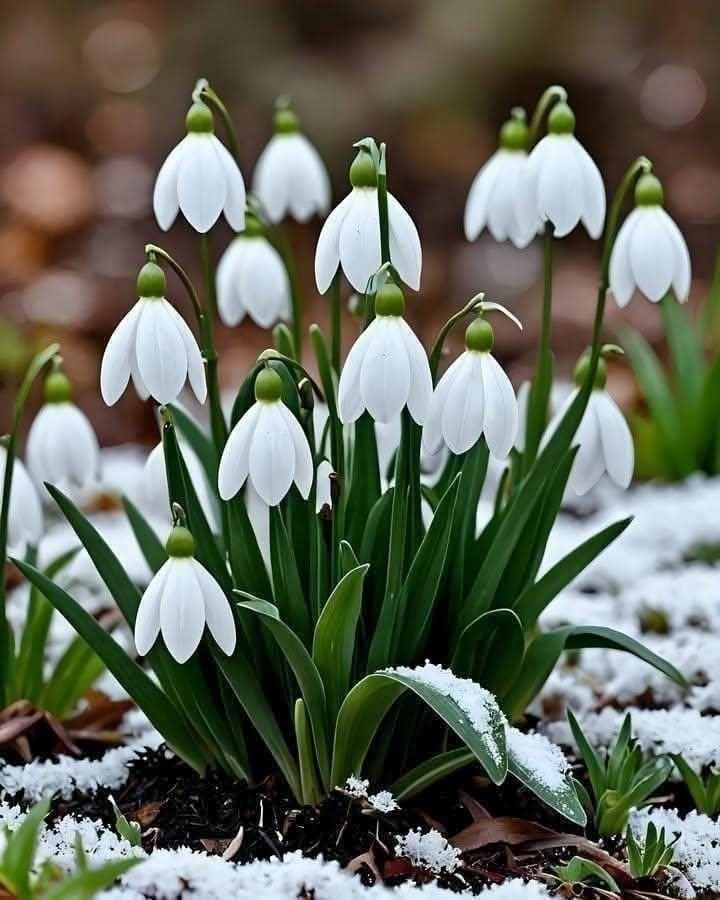 Bulbi Ghiocei - Galanthus Woronowii - 10 buc | LussoVerde