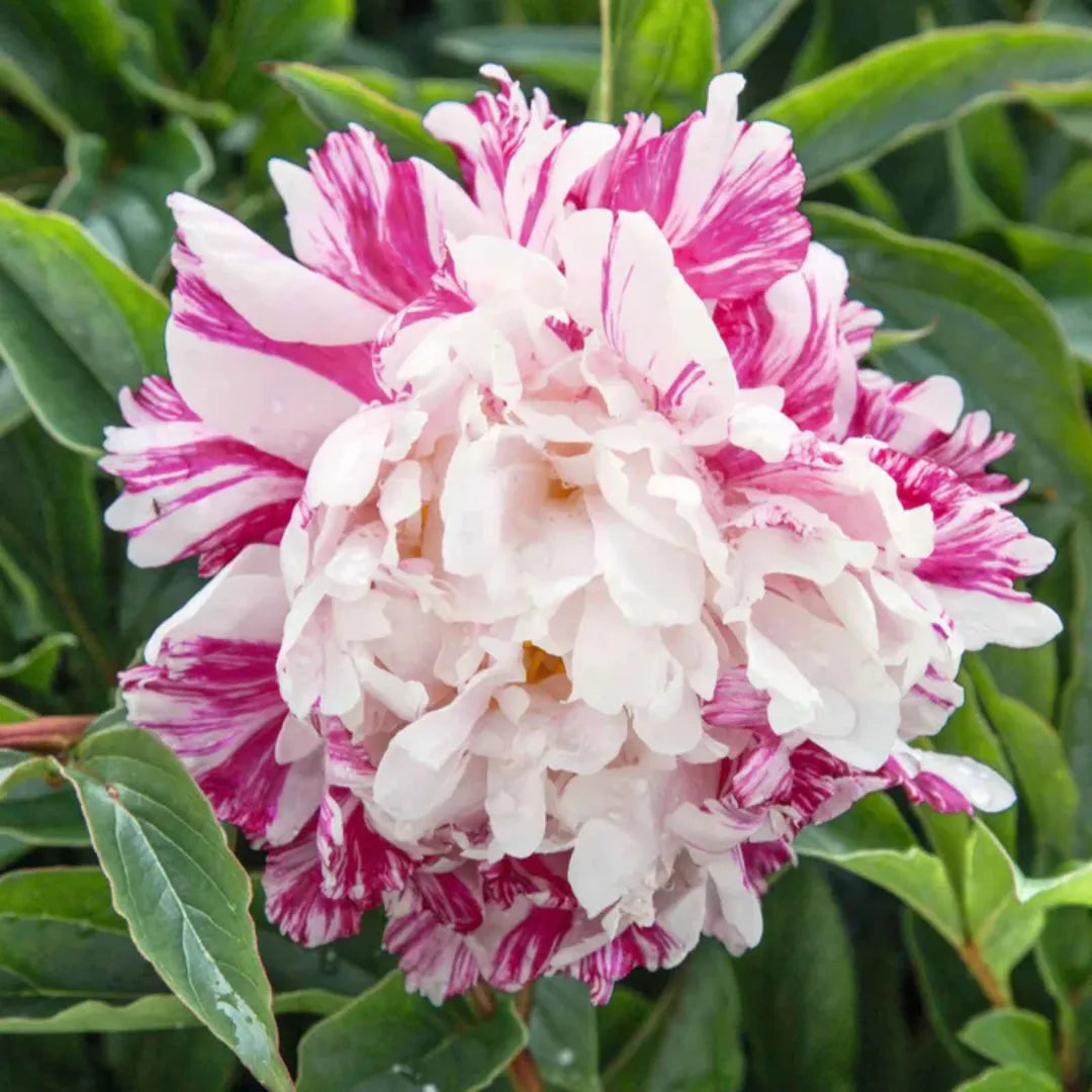 Bulbi Bujori Candy Stripe