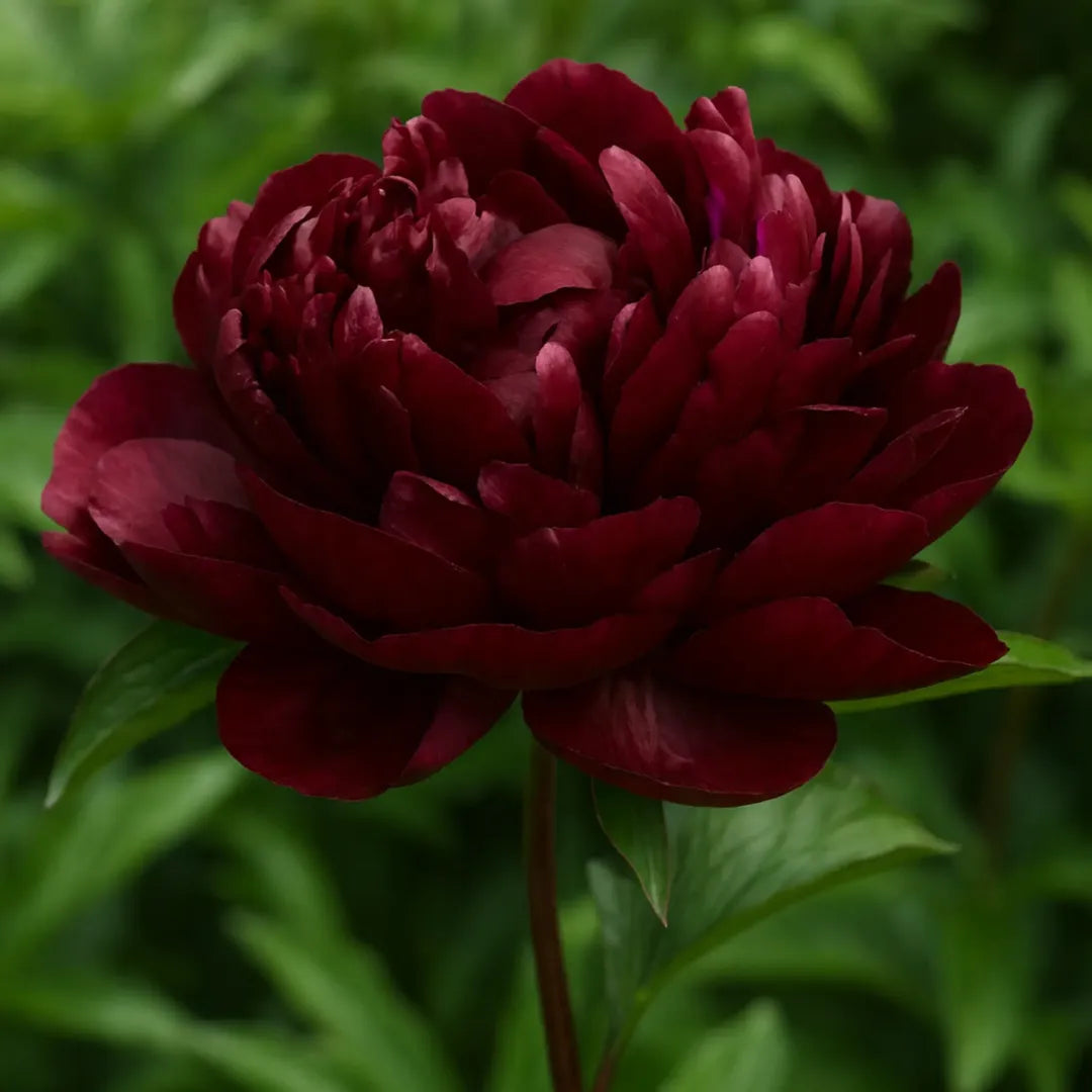 Bulbi Bujori Paeonia Francois Ortegat