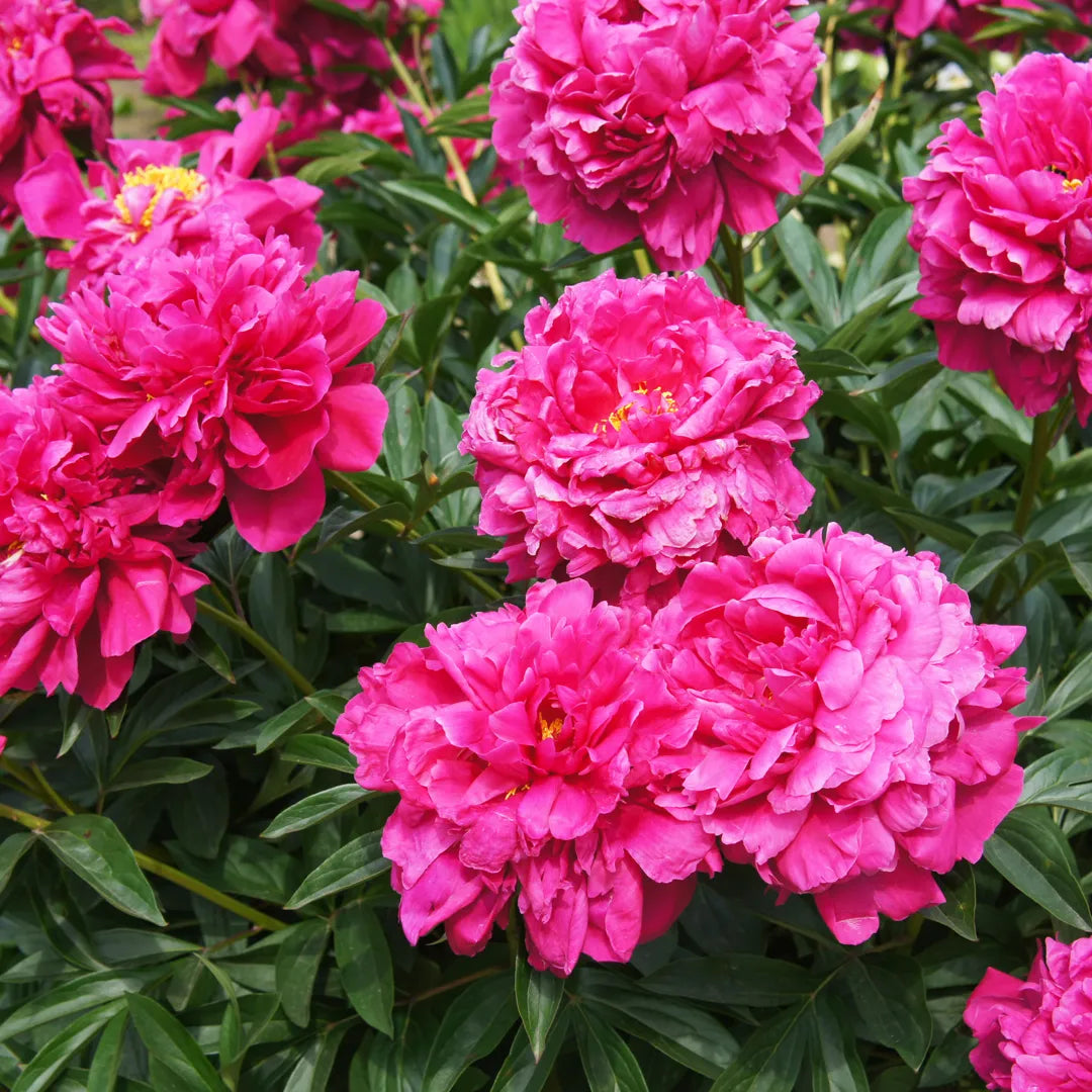 Bulbi Bujori Paeonia Kansas1