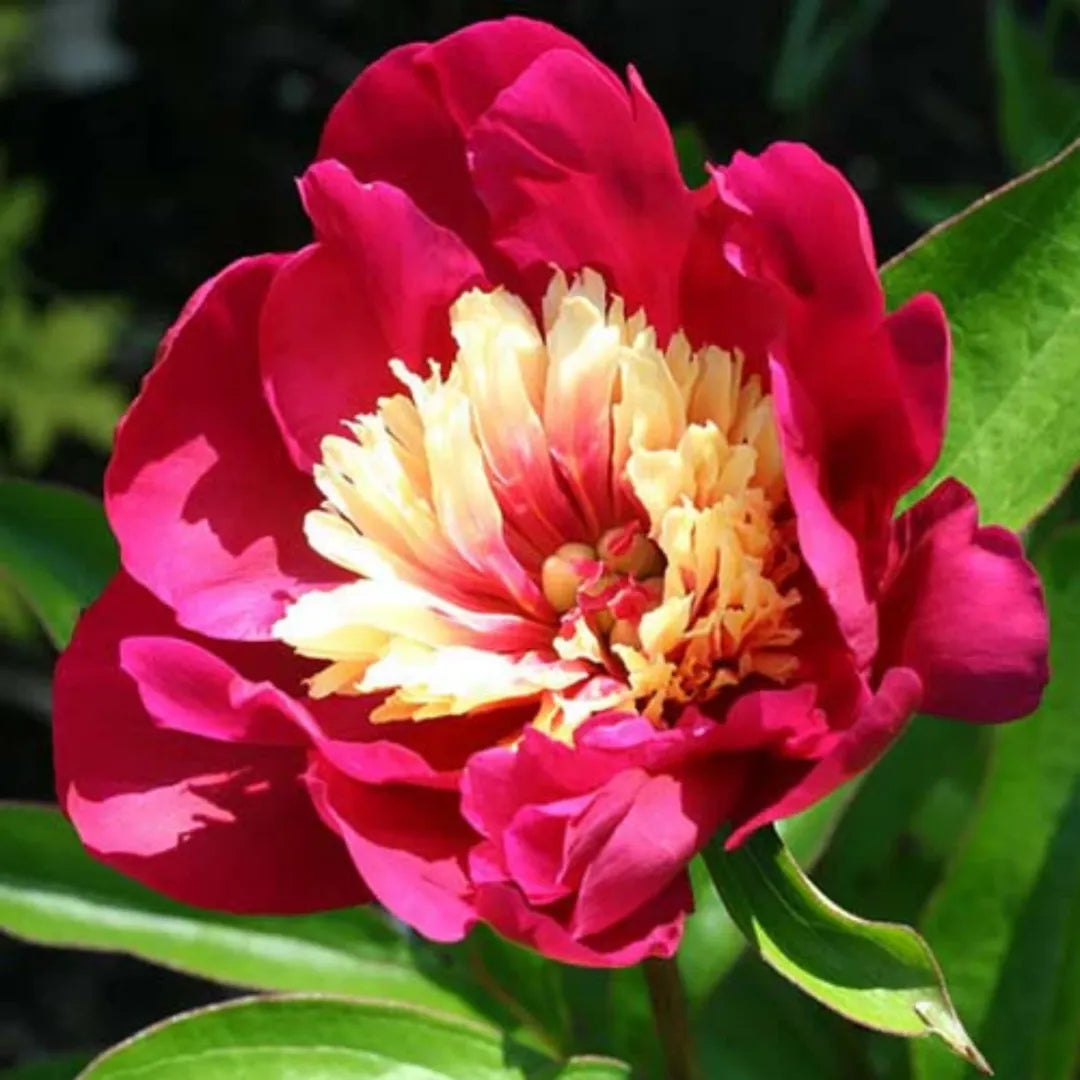 Bulbi Bujori Top Hat1