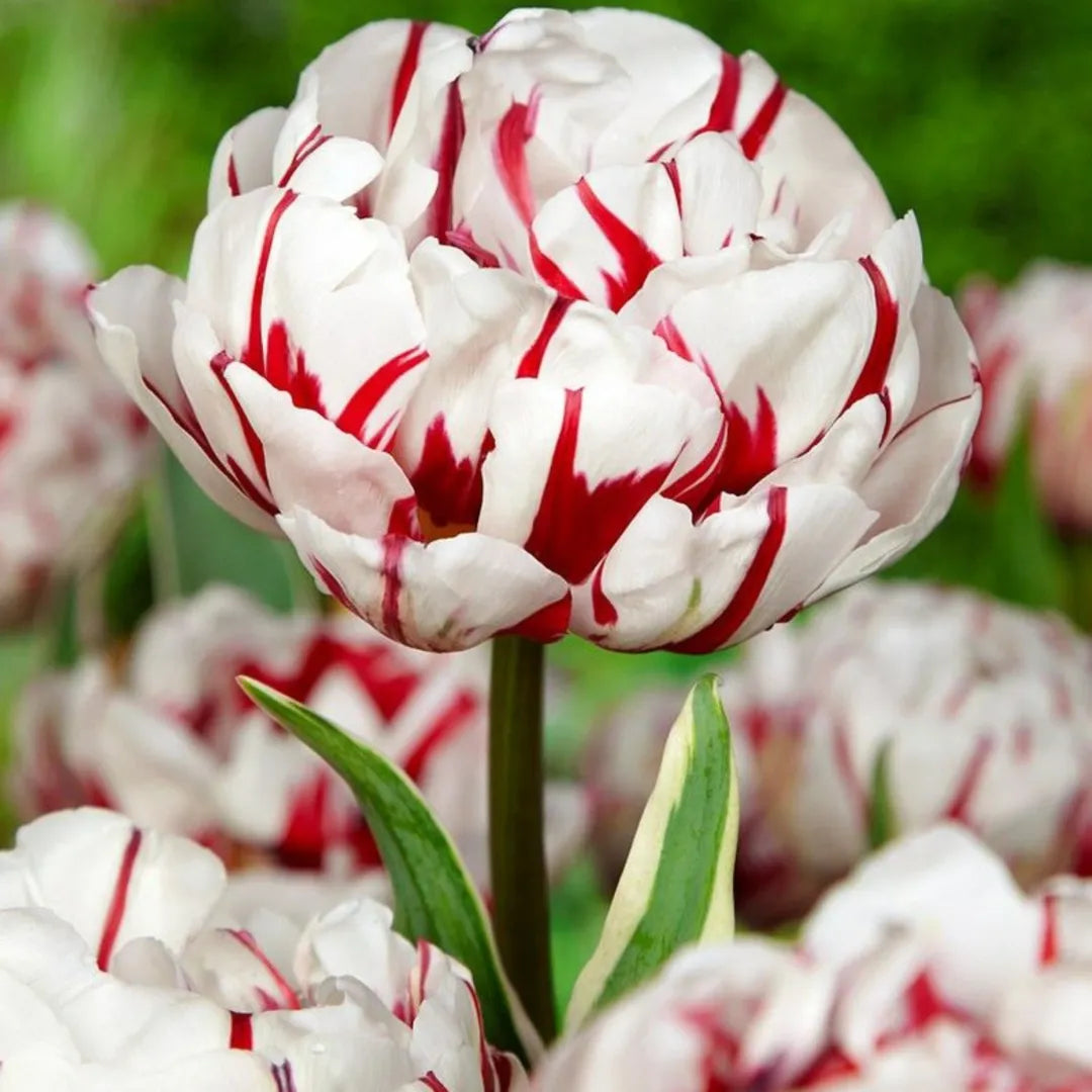 Bulbi Lalele Carnaval de Nice