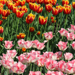 Bulbi Lalele Lingerie