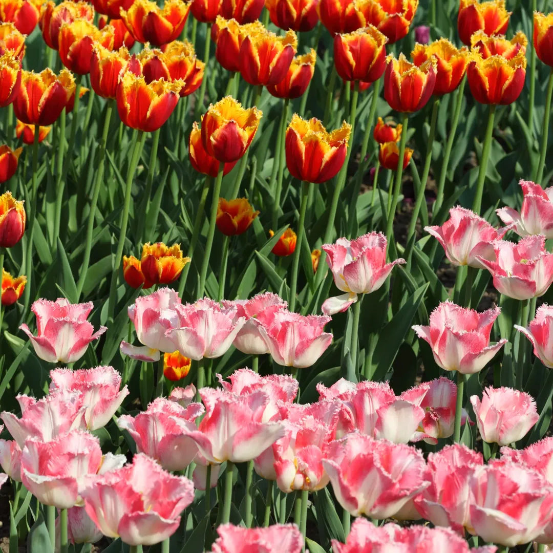 Bulbi Lalele Lingerie