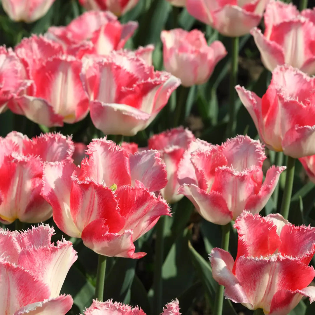 Bulbi Lalele Lingerie1