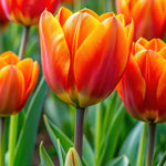 Bulbi Lalele Orange Breeze